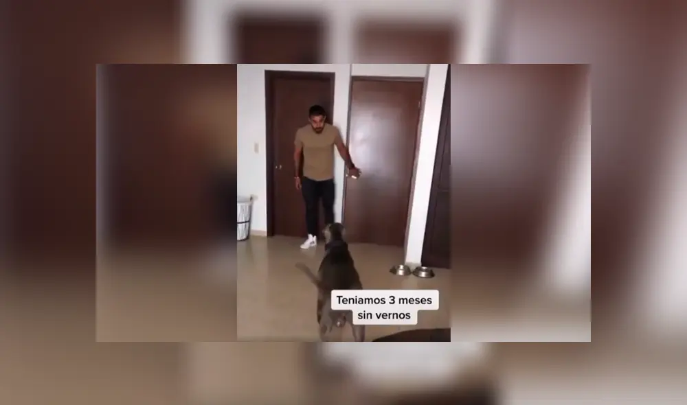 Desliza las imágenes hacia la izquierda para apreciar el preciso momento en que un perro vuelve a ver a su dueño. Foto: Captura. Desliza las imágenes hacia la izquierda para apreciar el preciso momento en que un perro vuelve a ver a su dueño. Foto: Captura.