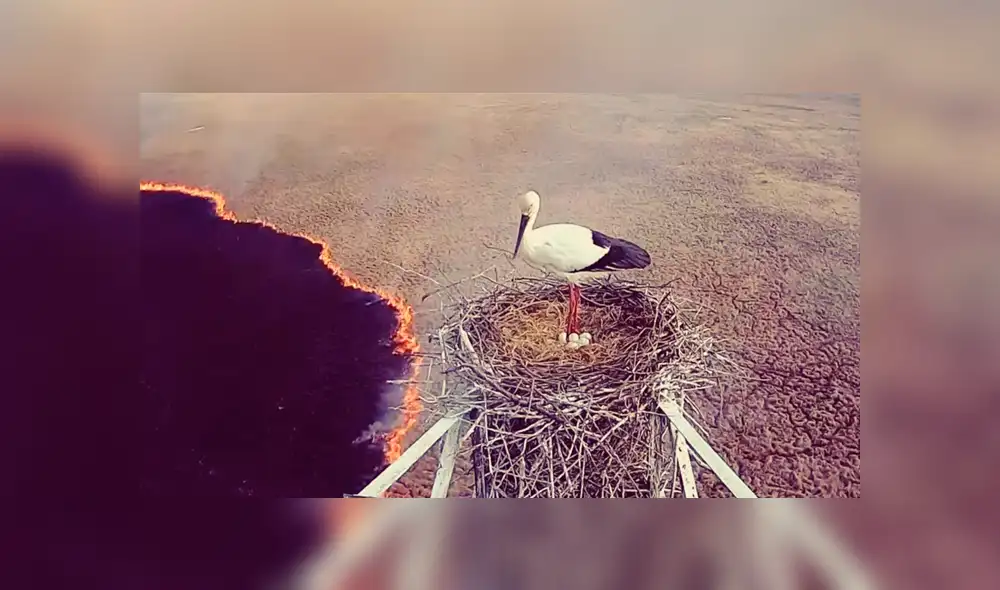 Youtube viral: Cigüeña se rehúsa a abandonar nido de sus crías pese a abrazador incendio [VIDEO]