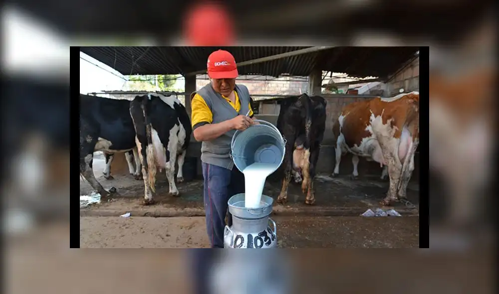 Producción lechera caería 2% durante este año 