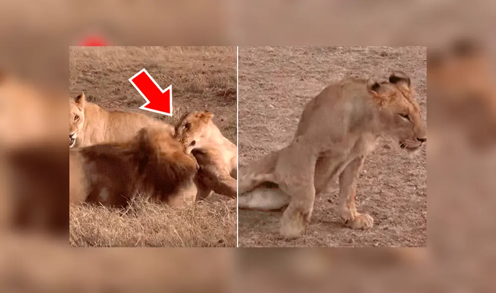 YouTube viral: León ‘macho alfa’ destruye columna de aprendiz que intentó quitarse su presa [VIDEO] 