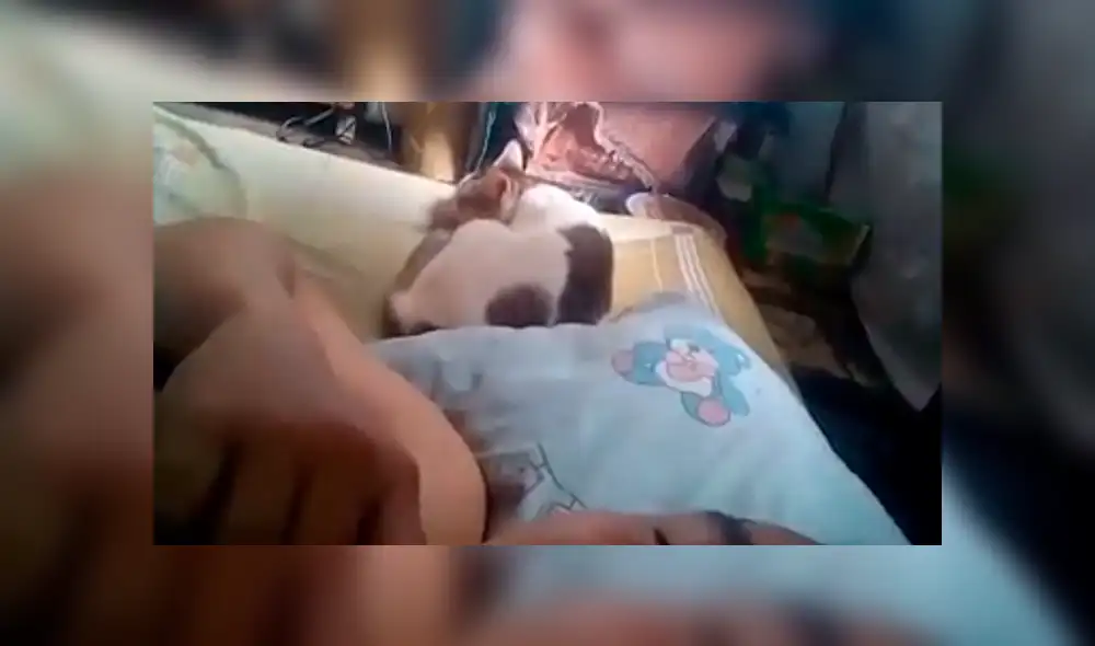 Facebook: joven desafinado le canta a su gato para que no duerma y este reacciona de forma inesperada [VIDEO]