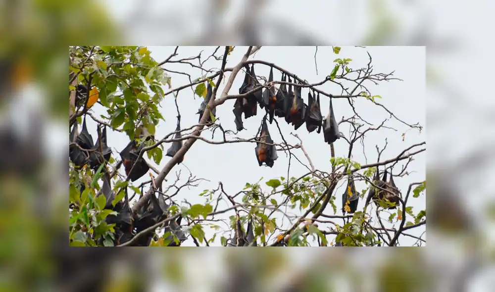 Desliza para ver los detalles del video viral de Facebook. Foto: Captura. Desliza para ver los detalles del video viral de Facebook. Foto: Captura.