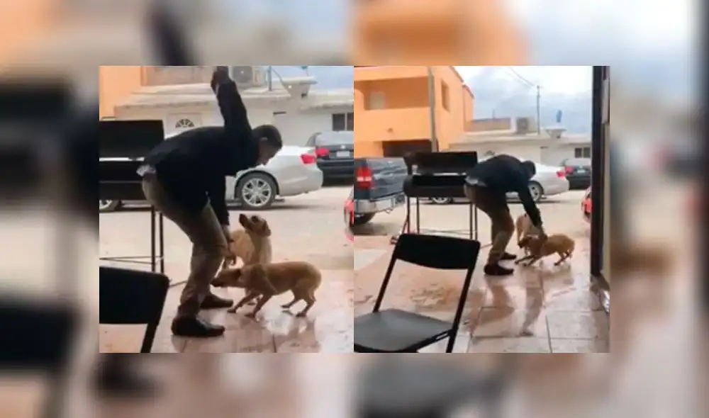 Hombre apuñaló a perro y maltrato animal quedó grabado [VIDEO]