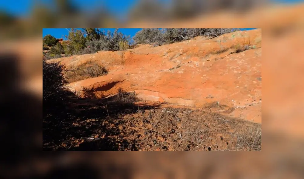 Desliza las imágenes para ver la ubicación exacta del travieso reptil que se escondió en esta imagen. Foto: Facebook Desliza las imágenes para ver la ubicación exacta del travieso reptil que se escondió en esta imagen. Foto: Facebook