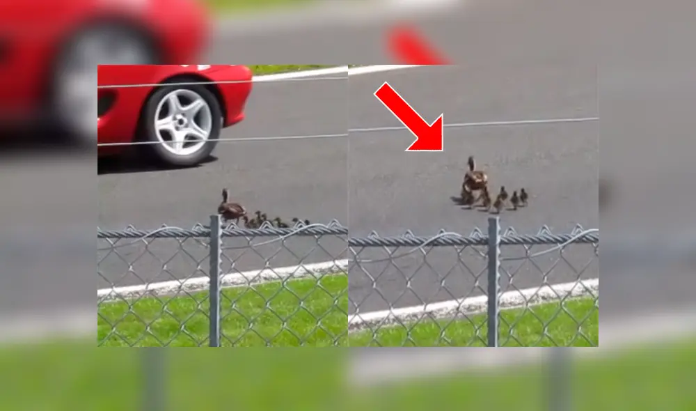 Un grupo de patos cruzaron una pista en mitad de una carrera y estuvieron a punto de morir.
