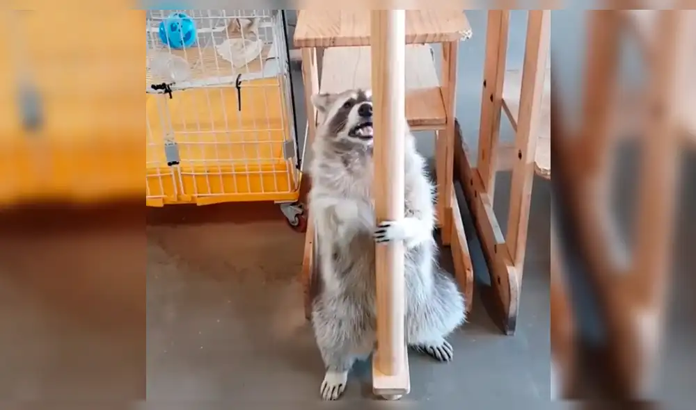 Facebook viral: mapache es captado bailando ‘pole dance’ y sus sensuales pasos sorprenden [VIDEO]