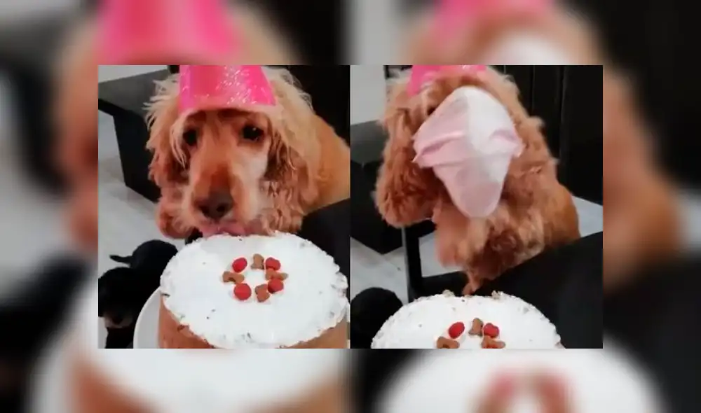 Desliza la imagen de TikTok para verlas todas.