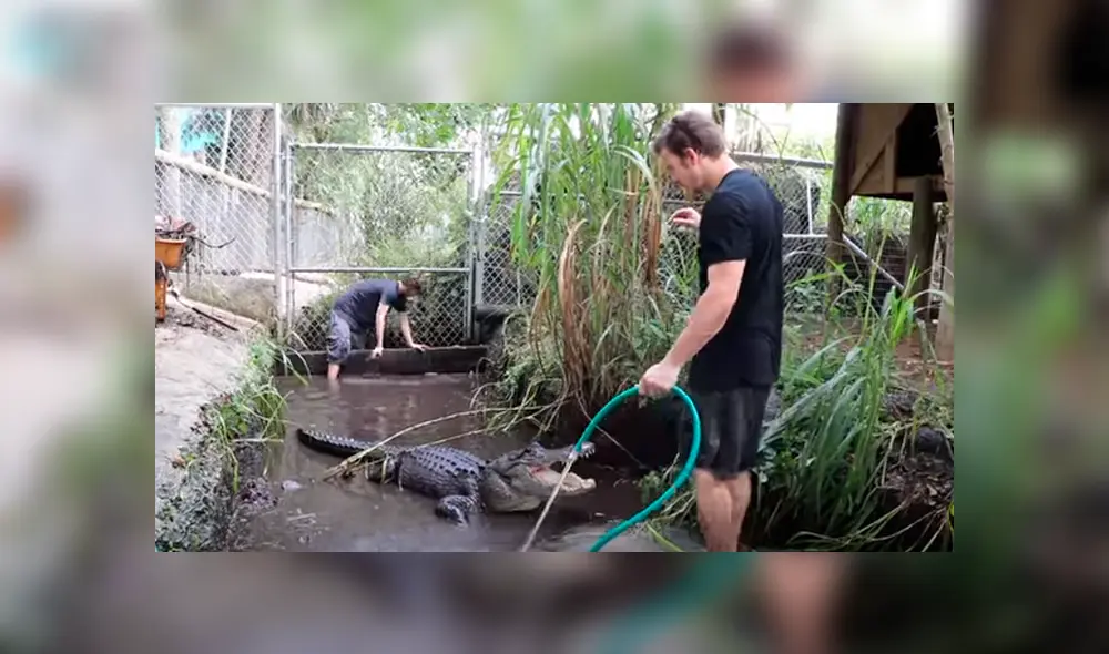 Desliza hacia la izquierda para ver el encuentro de un cuidador del zoológico con un feroz cocodrilo. Video es viral en YouTube. Desliza hacia la izquierda para ver el encuentro de un cuidador del zoológico con un feroz cocodrilo. Video es viral en YouTube.