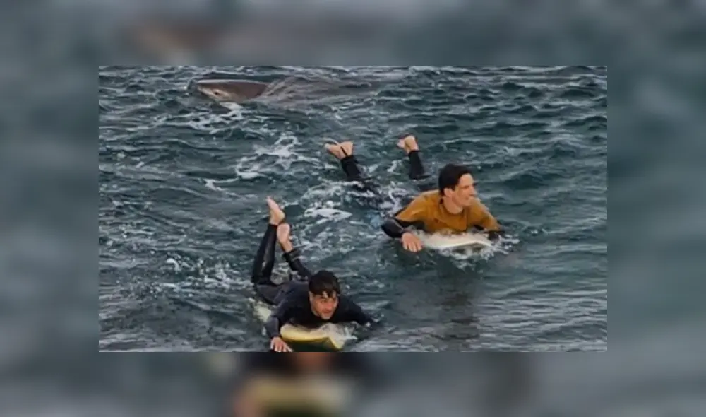 Joven sobrevivió al ataque de un tiburón tras defenderse a puñetazos. Foto: Captura