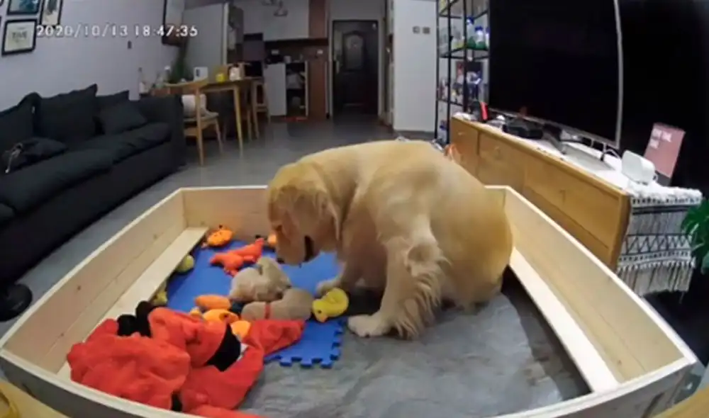 Desliza las imágenes para descubrir el amoroso gesto que tuvo una perrita con sus crías recién nacidas. Foto: captura de YouTube