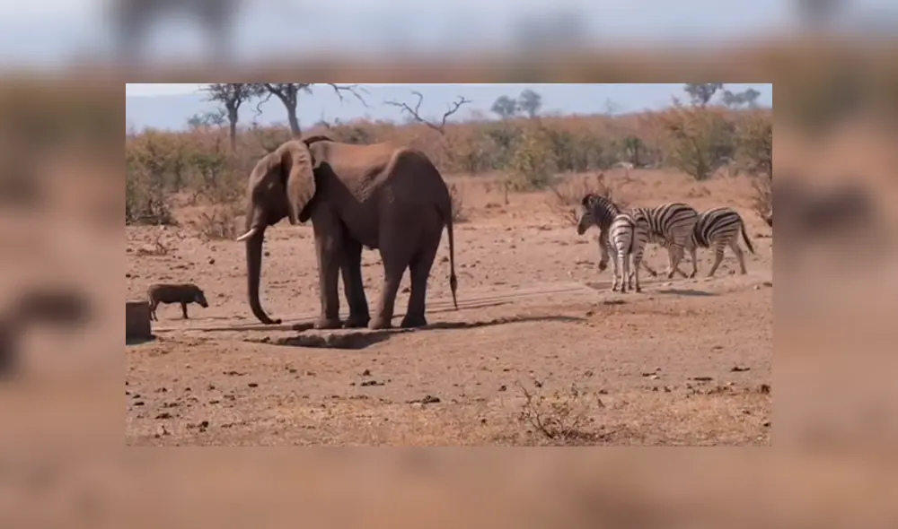 Desliza hacia la izquierda para ver las tierna escena de un elefante protegiendo a un jabalí bebé. Video viral de Facebook. Desliza hacia la izquierda para ver las tierna escena de un elefante protegiendo a un jabalí bebé. Video viral de Facebook.