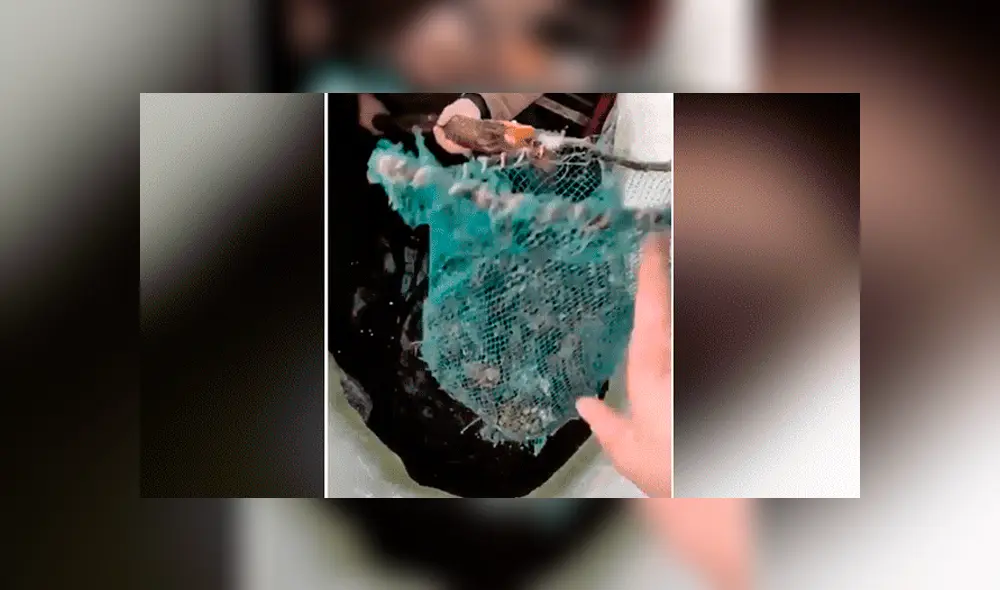 Facebook viral: Niño entra a pozo y descubre 'aterradoras' criaturas que sorprenden a miles [VIDEO]