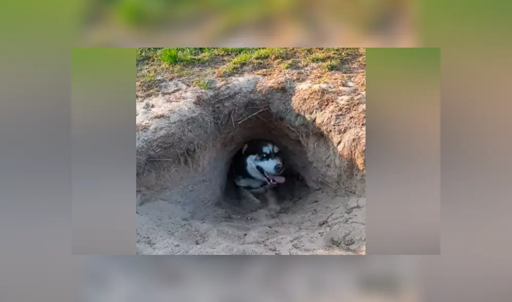 Facebook viral: hombre oye extraños ruidos en hoyo, se acerca y descubre peludo animal [VIDEO] 