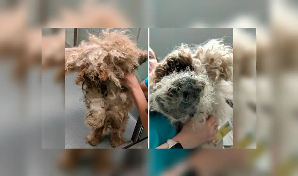 Lionheart: perro que sufrió maltratos durante dos años, fue rescatado y ahora luce un cambio impactante Lionheart: perro que sufrió maltratos durante dos años, fue rescatado y ahora luce un cambio impactante
