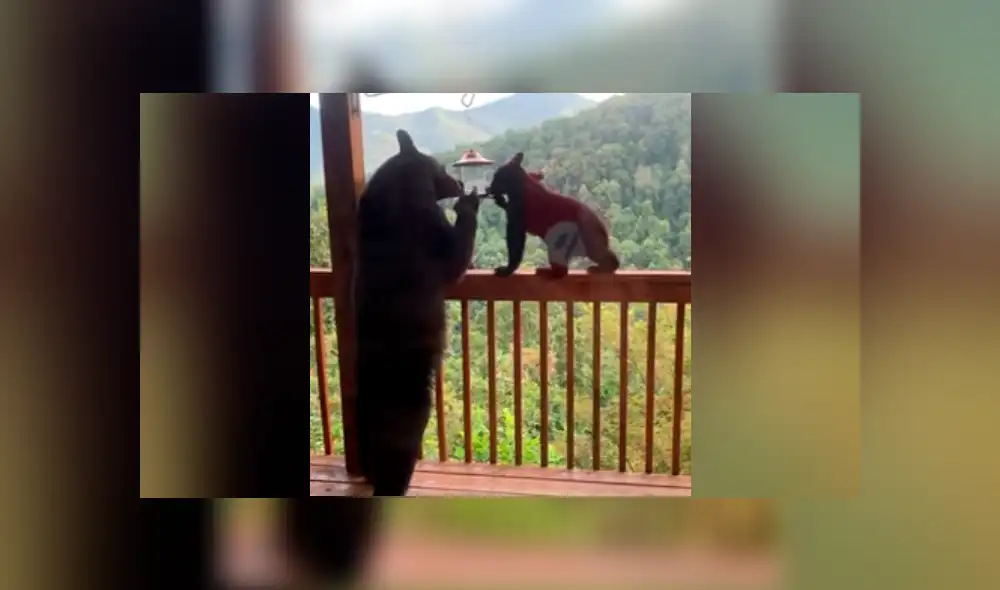 En lugar de huir por el pánico, la mujer se quedó junto a su hijo para ver a la familia de osos. Foto: captura En lugar de huir por el pánico, la mujer se quedó junto a su hijo para ver a la familia de osos. Foto: captura