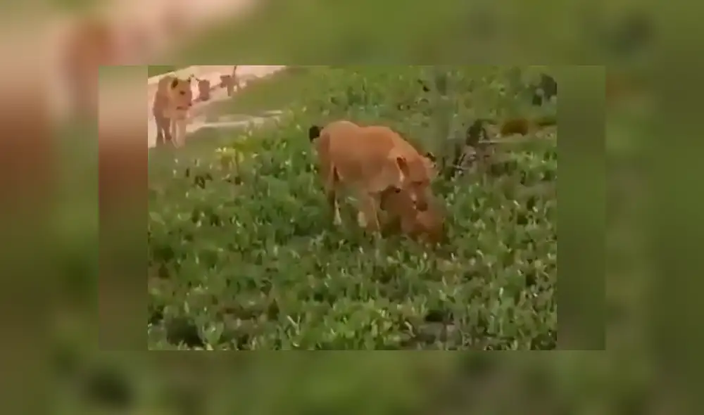 YouTube viral: León golpea a su cachorro, pero la madre lo descubre y le da su merecido [VIDEO] 