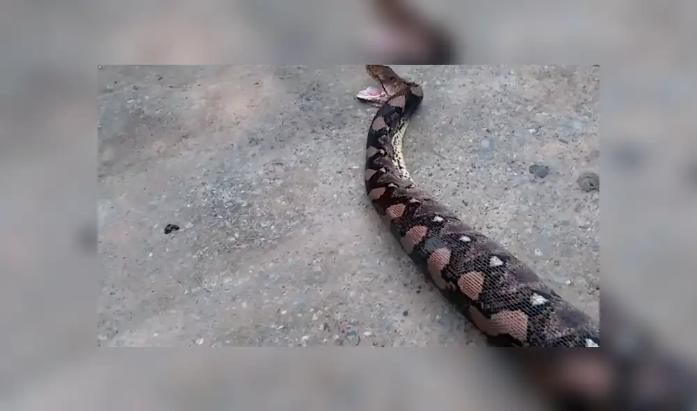 El autor del video de YouTube se acercó a serpiente salvaje para grabar asqueroso momento en que regurgita a un gato