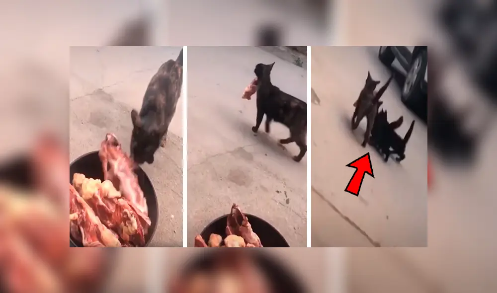 En YouTube, un osado gato agarró un enorme trozo de carne para comerlo; sin embargo, sus compañeros se lo impidieron. En YouTube, un osado gato agarró un enorme trozo de carne para comerlo; sin embargo, sus compañeros se lo impidieron.