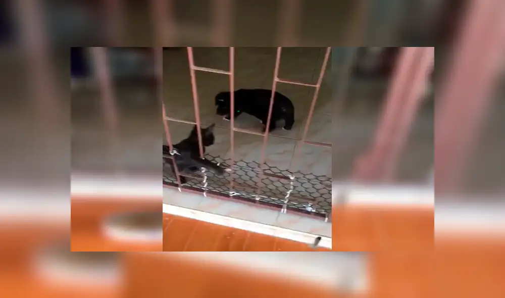 Facebook viral: travieso perro intenta cruzar reja y gato hace esto por ayudarlo [VIDEO]