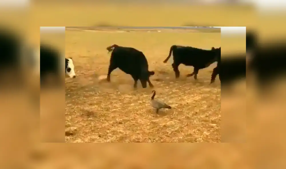 YouTube viral: pájaro se enfrenta a enorme toro por el territorio y el desenlace es increíble [VIDEO] 