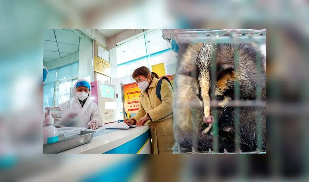 Animales exóticos detrás de las enfermedades que laceran a la humanidad. Foto: Composición Animales exóticos detrás de las enfermedades que laceran a la humanidad. Foto: Composición