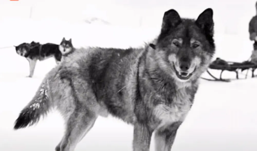Balto fue reconocido por los pobladores de Nome pero fue Togo quien realizó la mayor parte del trabajo. Foto: Captura/YouTube/Experto Animal