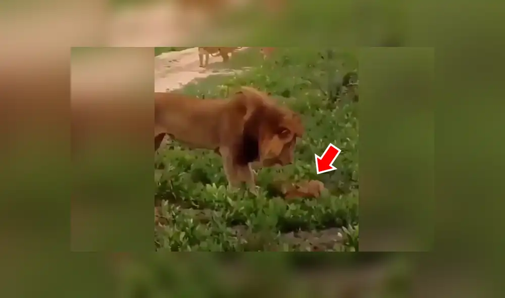 YouTube viral: León golpea a su cachorro, pero la madre lo descubre y le da su merecido [VIDEO] 