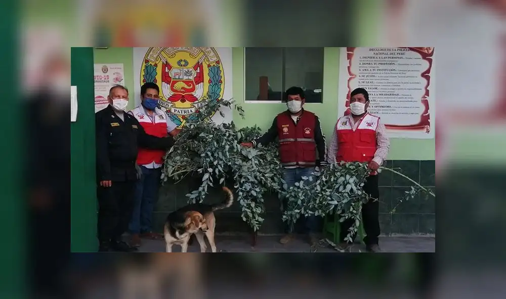 Entregarán eucalipto a pobladores de zonas vulnerables del distrito Alto de la Alianza de Tacna. Entregarán eucalipto a pobladores de zonas vulnerables del distrito Alto de la Alianza de Tacna.