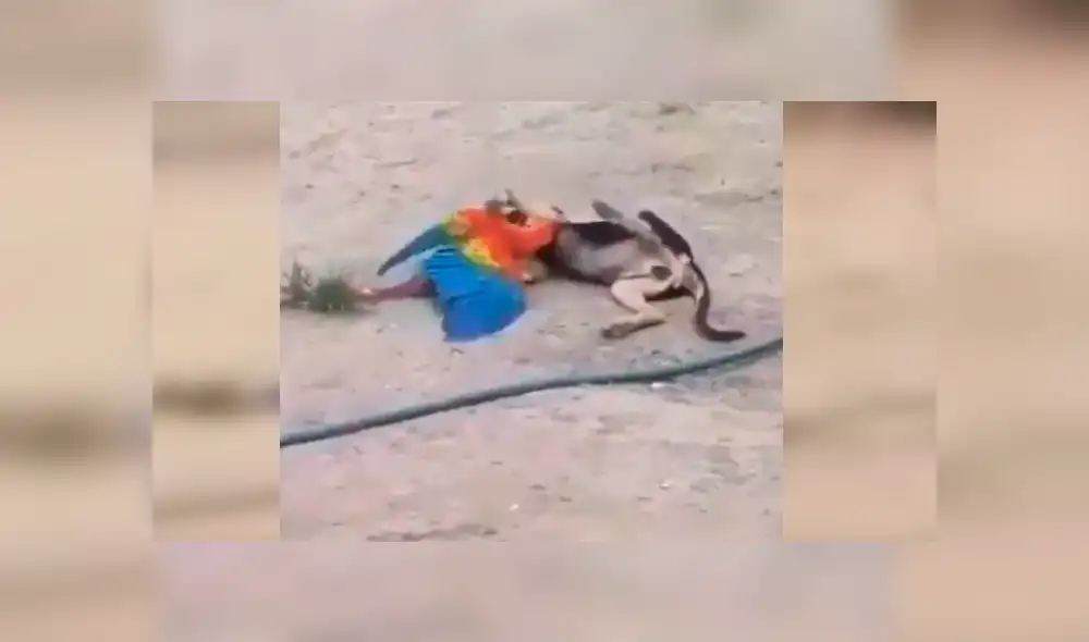 Facebook viral: Perro y loro son pillados en tierna escena de amor y miles se conmueven [VIDEO]