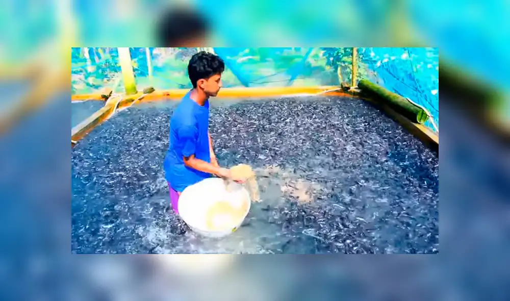 YouTube viral: arroja maíz en desolada piscina y millones de voraces criaturas surgen para devorarlo todo YouTube viral: arroja maíz en desolada piscina y millones de voraces criaturas surgen para devorarlo todo