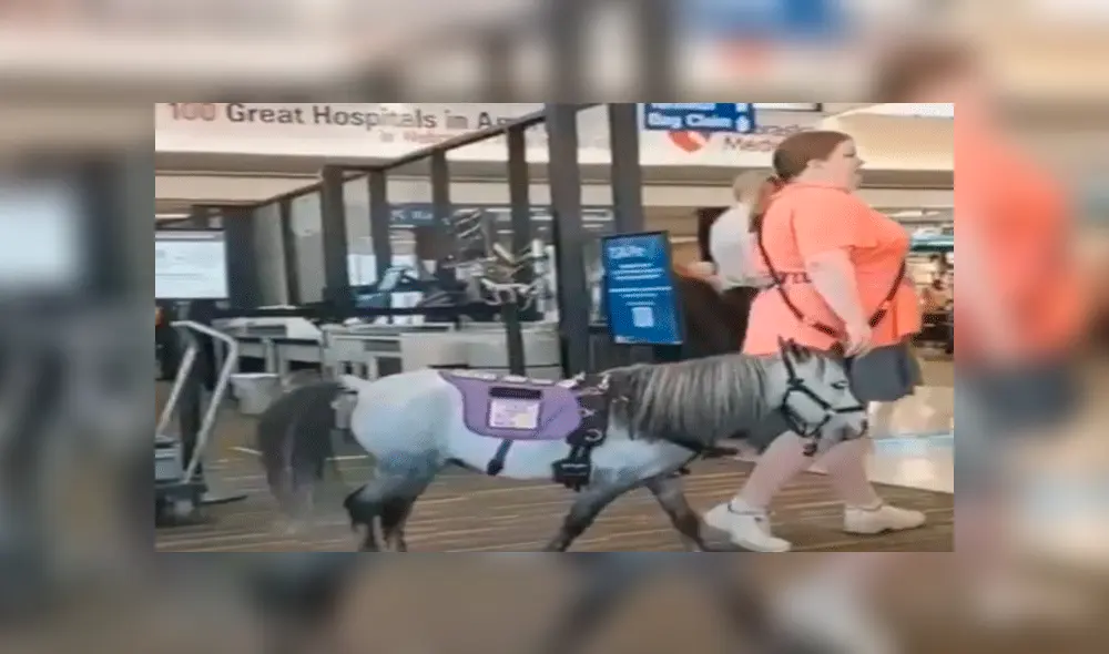 Menudo animal tiene la autorización de viajar junto a los pasajeros en avión y causa furor [VIDEO]