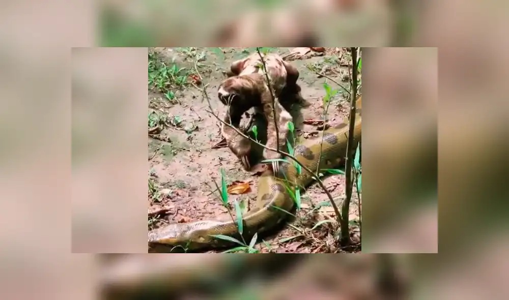 El atrevido perezoso pasó sus garras por el cuerpo de una gigantesca anaconda, que hizo un acción insólita reacción al verlo. Foto: captura El atrevido perezoso pasó sus garras por el cuerpo de una gigantesca anaconda, que hizo un acción insólita reacción al verlo. Foto: captura