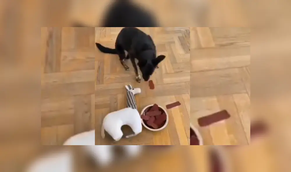 Video es viral en YouTube. Perro soltó inmediatamente la galleta de chocolate que tenía en su trompa al ver lo que hizo su dueño para enseñarle que no debe comerla. Fotocaptura: Twitter Video es viral en YouTube. Perro soltó inmediatamente la galleta de chocolate que tenía en su trompa al ver lo que hizo su dueño para enseñarle que no debe comerla. Fotocaptura: Twitter