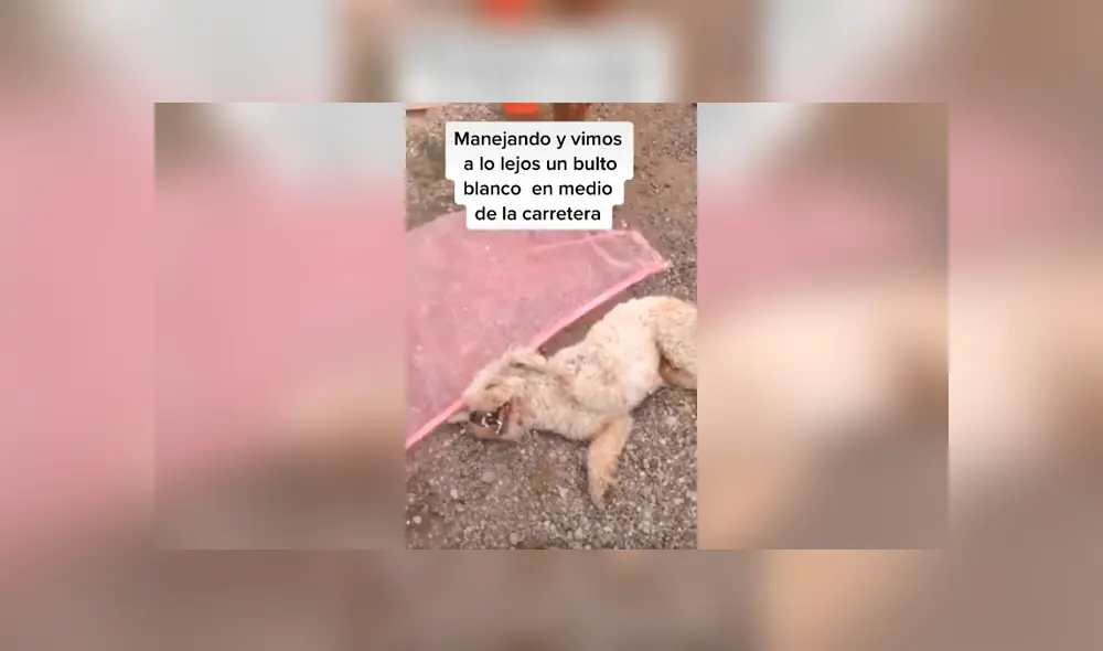 Desliza las imágenes para conocer la conmovedora historia de un perro que recibió ayuda tras ser atropellado. Fotocaptura: Facebook. Desliza las imágenes para conocer la conmovedora historia de un perro que recibió ayuda tras ser atropellado. Fotocaptura: Facebook.