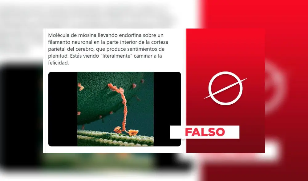 Viral indicó que se trataba del transporte de la endorfina.