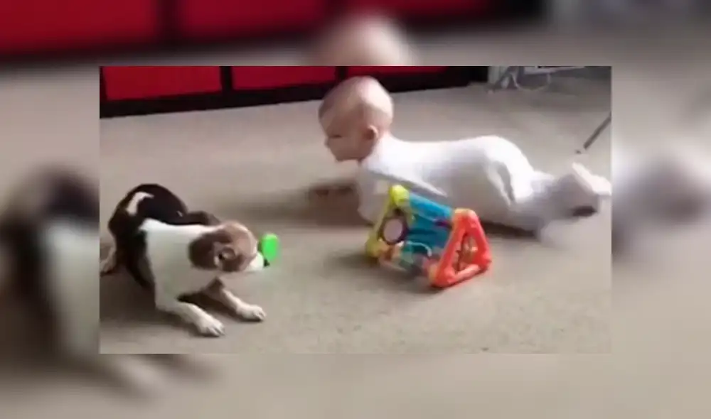 Dueña del can captó el insólito suceso en video y lo compartió en Facebook Dueña del can captó el insólito suceso en video y lo compartió en Facebook