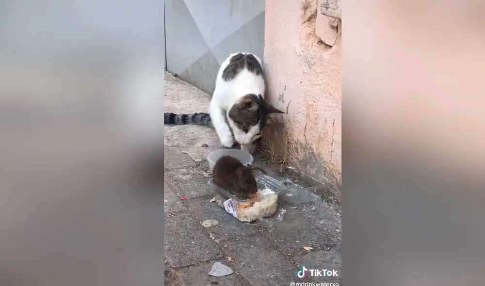 TikTok viral: Rata ve que gato lo acecha y se defiende para ahuyentarlo ...