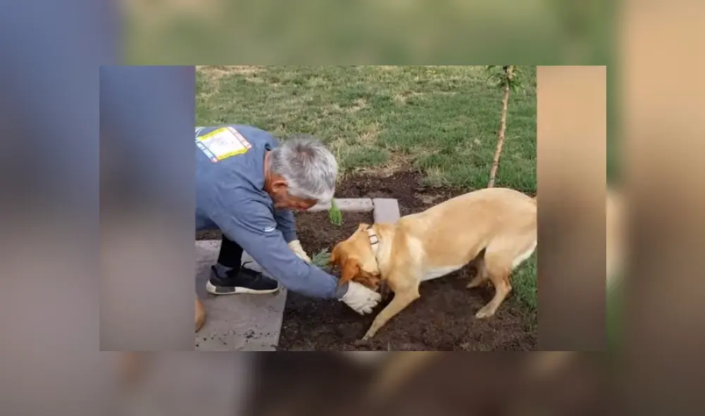Video es viral en Facebook. Dueño del can compartió la emotiva escena que protagonizó su mascota mientras sembraba pequeñas plantas en su jardín. Video es viral en Facebook. Dueño del can compartió la emotiva escena que protagonizó su mascota mientras sembraba pequeñas plantas en su jardín.