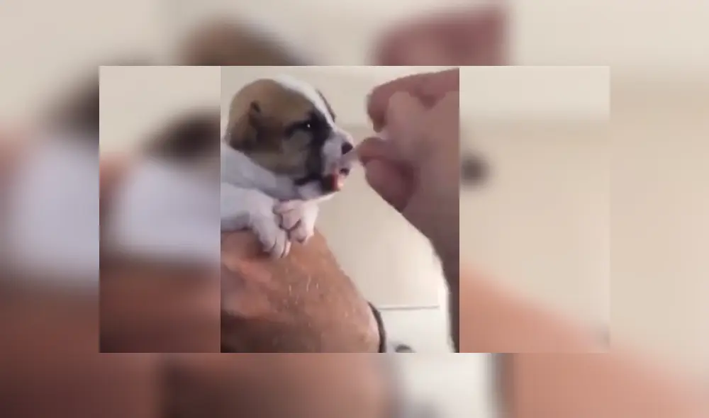 Desliza para ver los detalles del video viral publicado en Facebook. Foto: Captura.