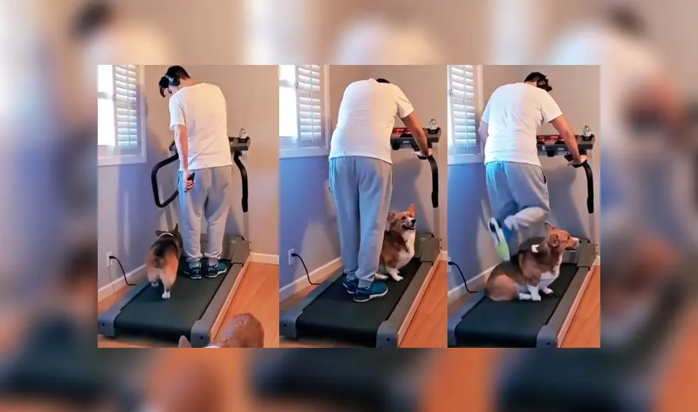 Desliza las imágenes para ver lo que hizo un curioso para evitar que su dueño haga ejercicio. Foto: RM Videos Desliza las imágenes para ver lo que hizo un curioso para evitar que su dueño haga ejercicio. Foto: RM Videos