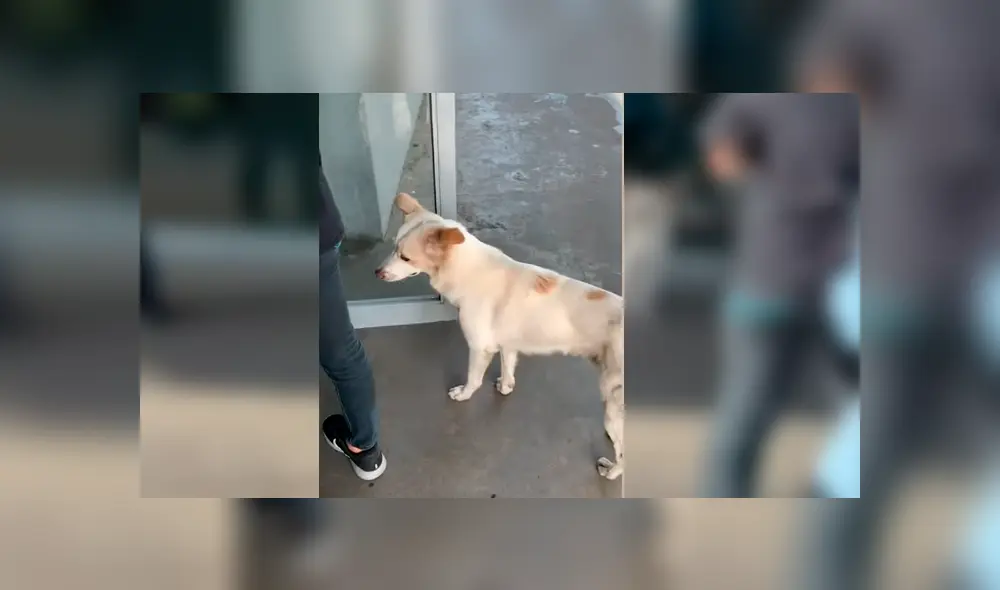 El can conmovió a miles de usuarios en YouTube con su particular conducta hacia su dueño