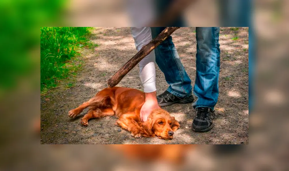 Firmas también solicitan que se facilite una orden judicial para rescate oportuno. (Foto: Webconsultas)