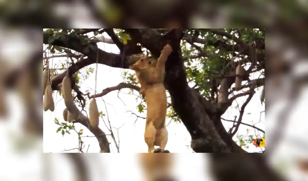 El pequeño león pisó mal y por más que intentó agarrarse al árbol, terminó cayendo. Foto: captura