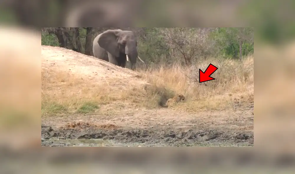 Elefante encuentra a hambriento leopardo cazando un ciervo y hace lo impensado