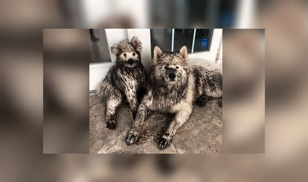 Desliza las imágenes hacia la izquierda para conocer la travesura que hicieron unos perros en la ausencia de su dueño.