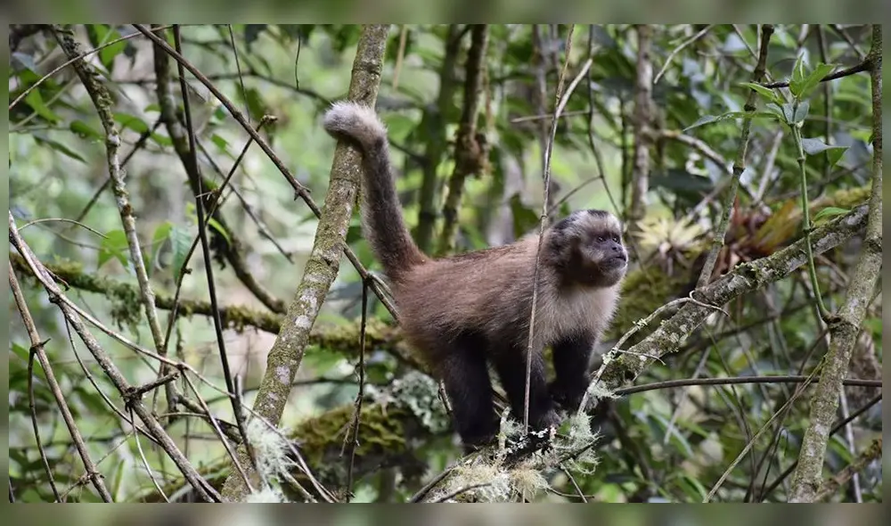 Cusco. Mono capuchino avistado en Machu Picchu por vez primera. Cusco. Mono capuchino avistado en Machu Picchu por vez primera.