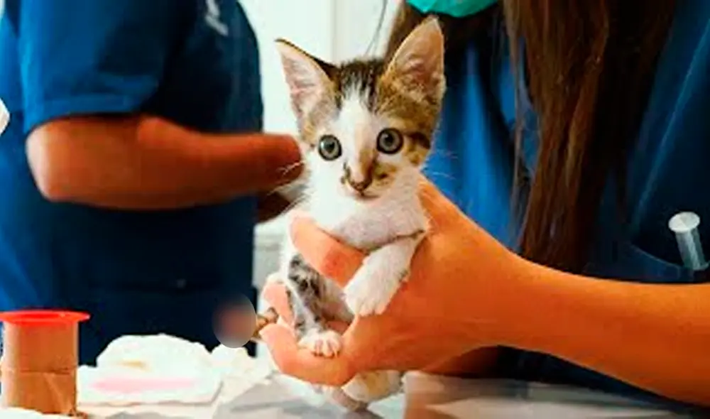Desliza las imágenes para conocer a Star, un pequeño gato víctima de maltrato animal. Foto: captura de YouTube