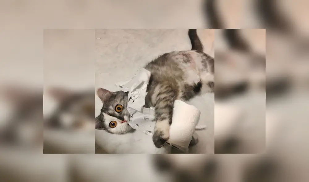 Desliza las imágenes para ver más detalles de esta tierna gata que es viral en YouTube.