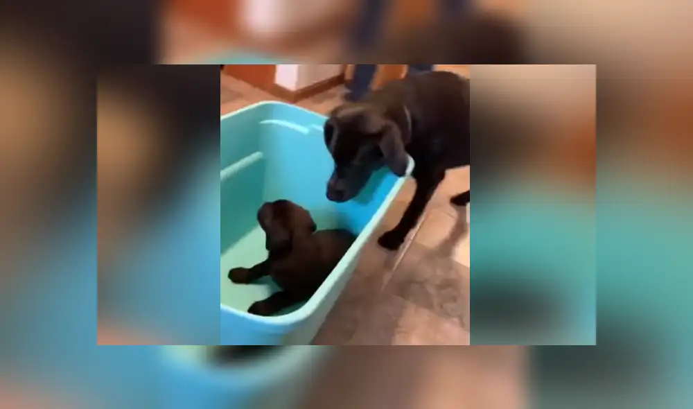 A través de YouTube se ha vuelto viral el momento en que un perro conoce a la nueva mascota que adoptó su familia.