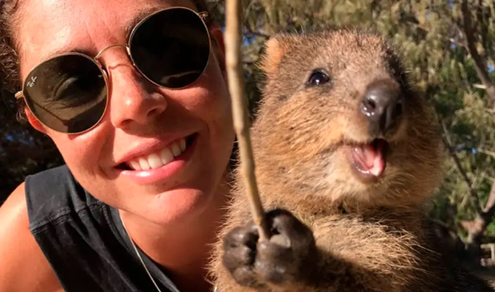 quokka australia selfie